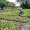 Climate change: A looming threat to Ghana's Agriculture and food security