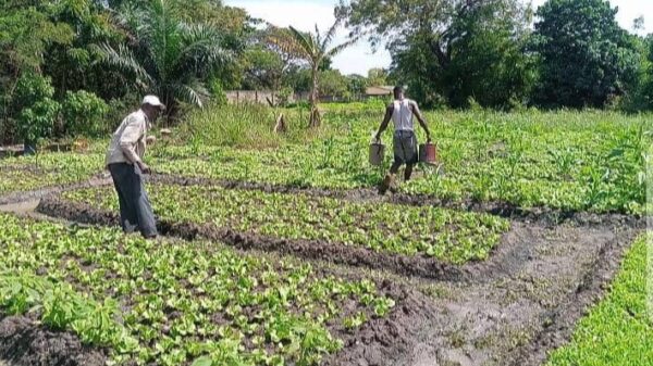 Climate change: A looming threat to Ghana's Agriculture and food security