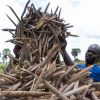 EU and FAO to strengthen resilience of over 12,600 farmers amid dry spell in Northern Ghana