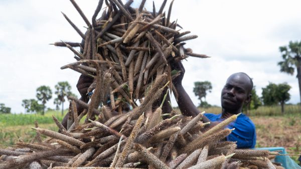 EU and FAO to strengthen resilience of over 12,600 farmers amid dry spell in Northern Ghana