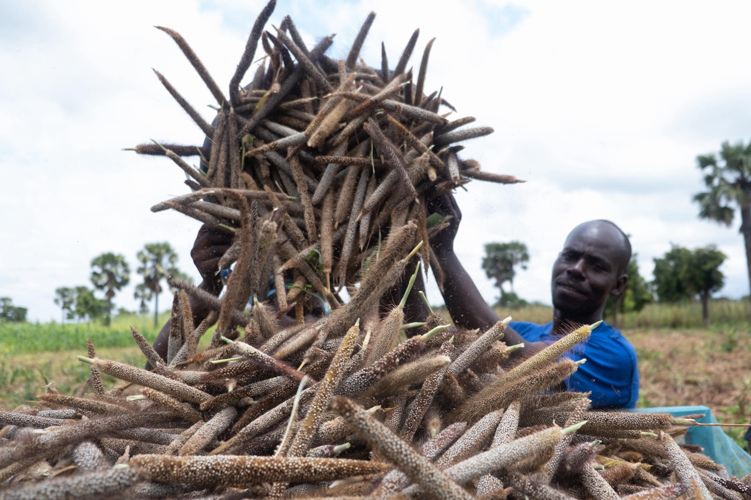 EU and FAO to strengthen resilience of over 12,600 farmers amid dry spell in Northern Ghana