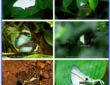 Atewa Forest: Ghana’s butterfly haven and global biodiversity treasure
