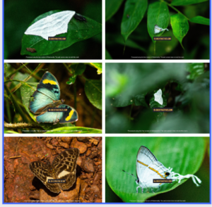 Atewa Forest: Ghana’s butterfly haven and global biodiversity treasure