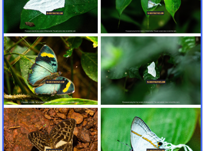 Atewa Forest: Ghana’s butterfly haven and global biodiversity treasure