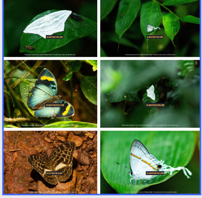 Atewa Forest: Ghana’s butterfly haven and global biodiversity treasure
